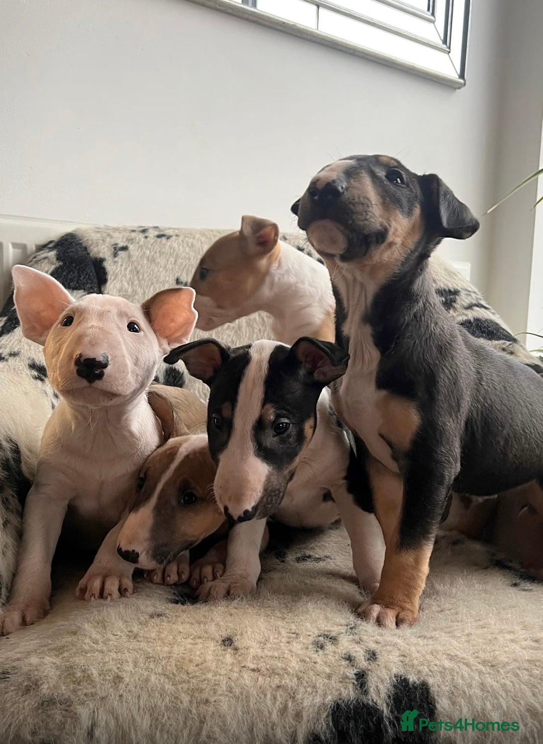 English Bull Terrier dogs for sale: Outstanding standard Bull terrier boys available  - Advert 4