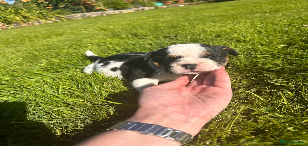 Gallery Image {{count}}