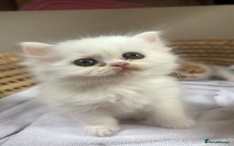 Persian cats for sale: Pure Persian baby's looking lovely home   - Image 15