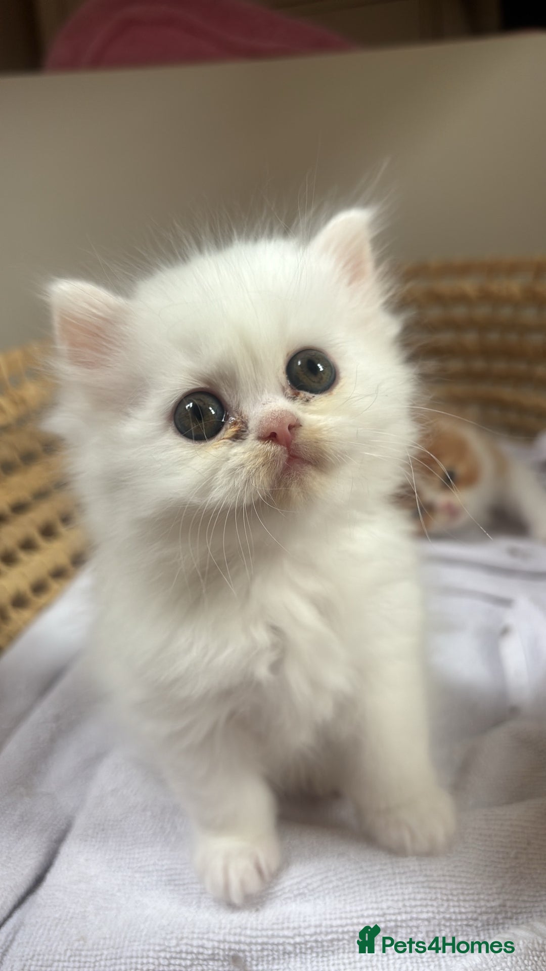Persian cats for sale: Pure Persian baby's looking lovely home   - Image 15
