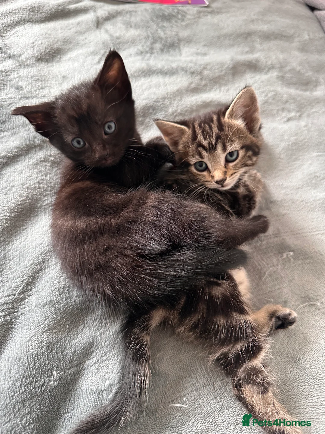 Mixed Breed cats for sale: 🐾 Beautiful Kittens Ready for Loving Homes 🐾  in Portsmouth - Advert 2