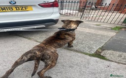 Presa Canario dogs for sale: Presa canario  - Image 3