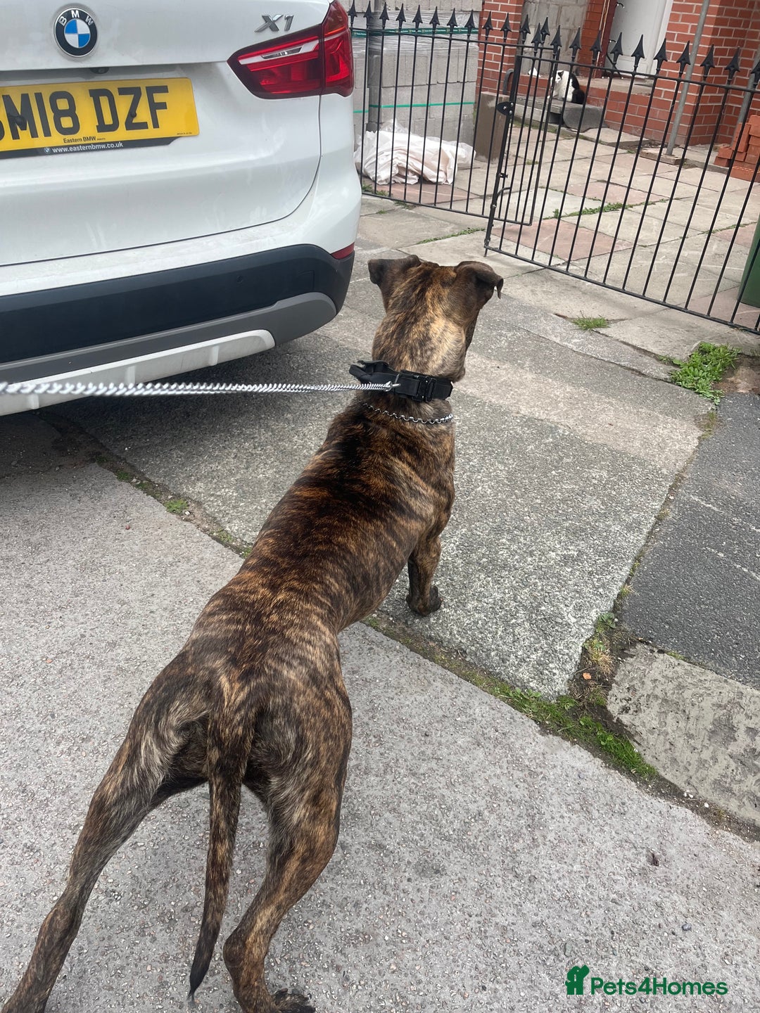 Presa Canario dogs for sale: Presa canario  - Image 3