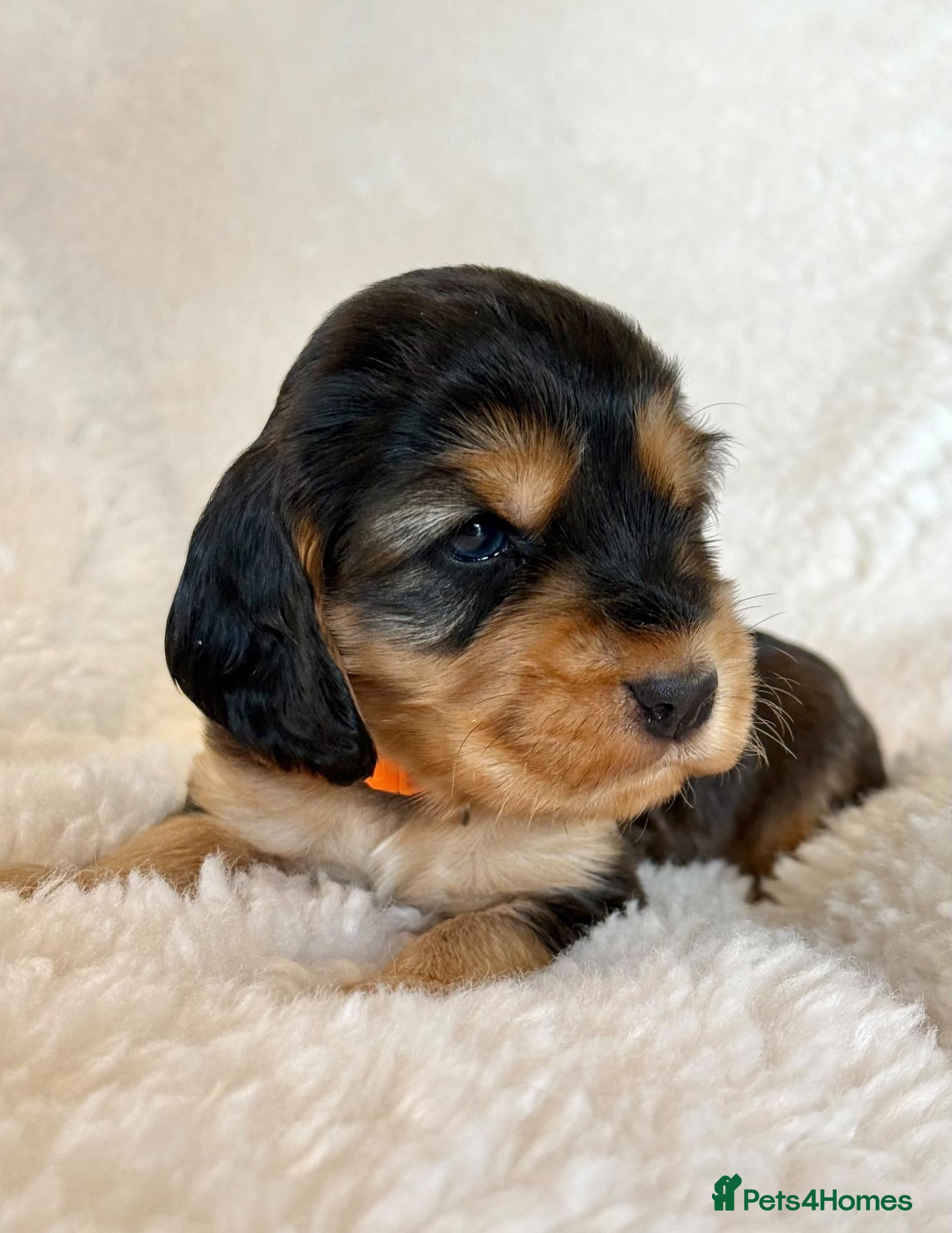 Cocker Spaniel dogs Fully Health Tested Showline Cocker Spaniel Pups - Advert 2