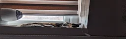 Mixed Breed cats for sale: Mimi beautiful timid kitten  in Leicester - Advert 9