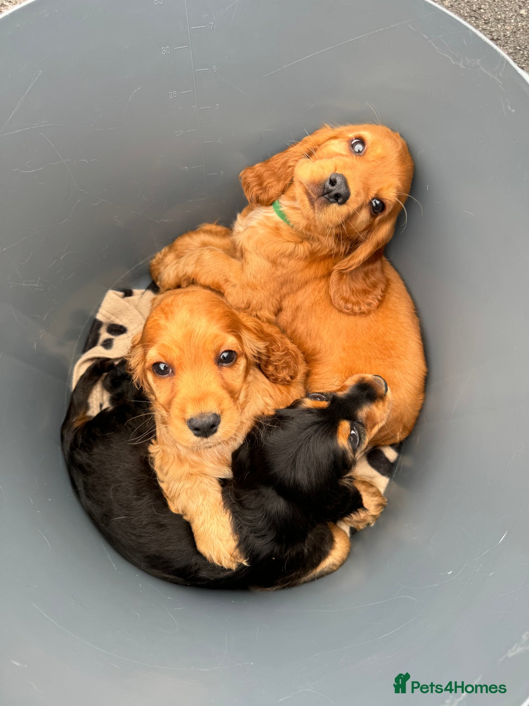 Cocker Spaniel dogs for sale: Show cocker spaniels  - Image 2