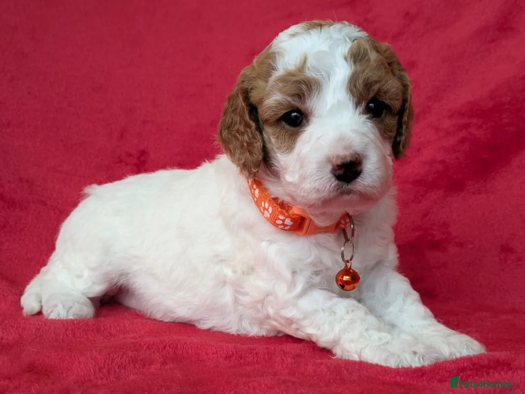 Cavapoo dogs for sale: Adorable Cavapoo Puppies From Licensed Breeder - Advert 1