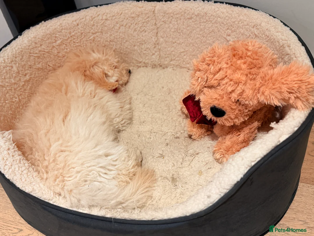 Maltipoo dogs for sale: 5‑Month‑Old Maltipooo Looking for a Loving Home - Advert 4