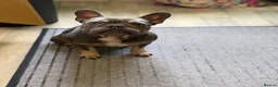 French Bulldog dogs for sale: 2 year old male  - Advert 4
