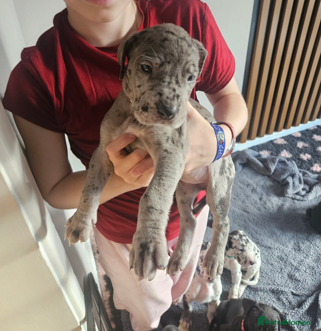 Great Dane dogs for sale: Great dane puppies  - Image 29