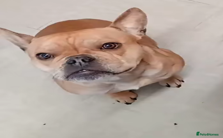 French Bulldog dogs - Advert 1