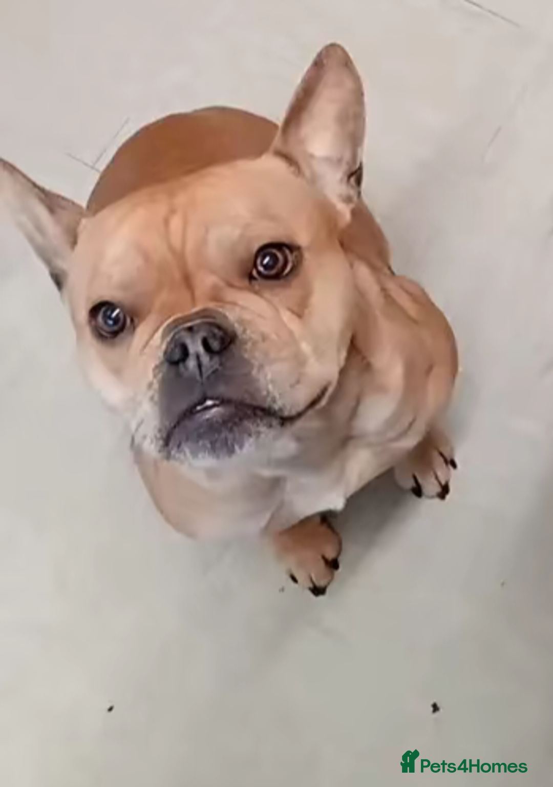 French Bulldog dogs for sale: 3yr old  female , frenchie cross pocket bully - Image 1