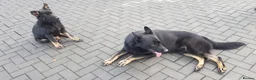 German Shepherd dogs for sale: Czech German Shepard  - Advert 4