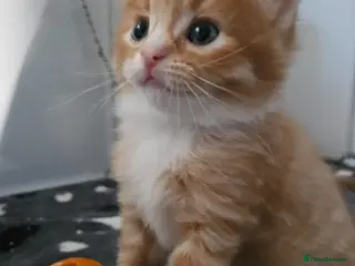Mixed Breed cats Adorable fluffy ginger kittens - Advert 1
