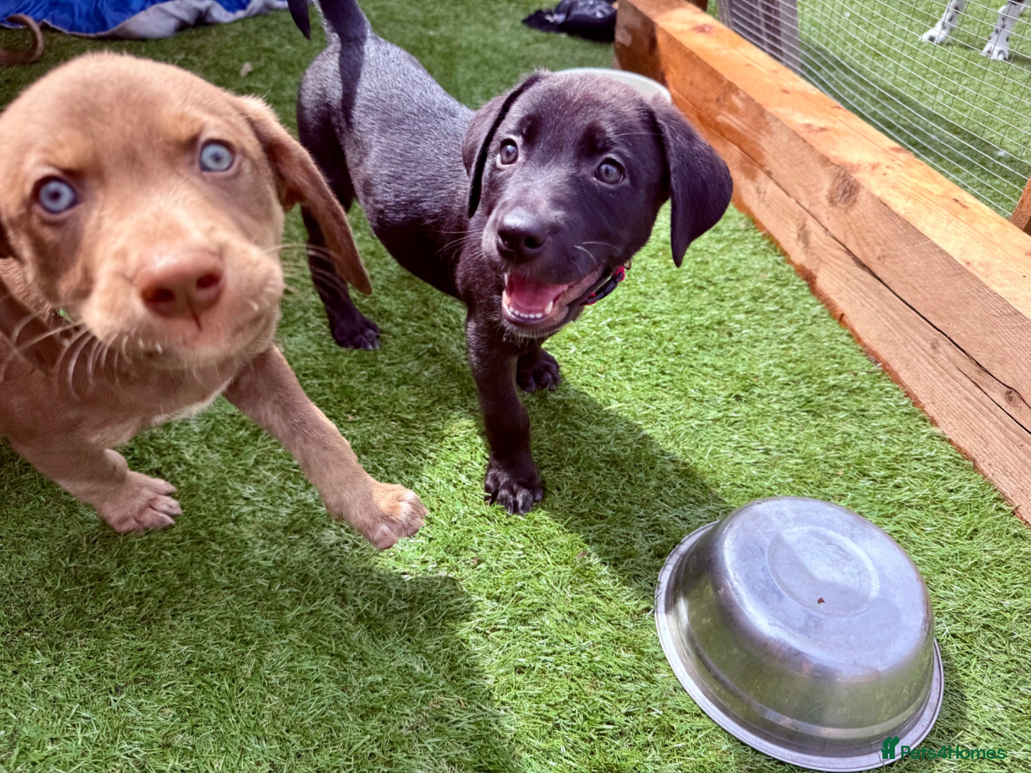 Mixed Breed dogs Gorgeous Siberian Shepsky x Weimaraner Puppies  - Advert 1