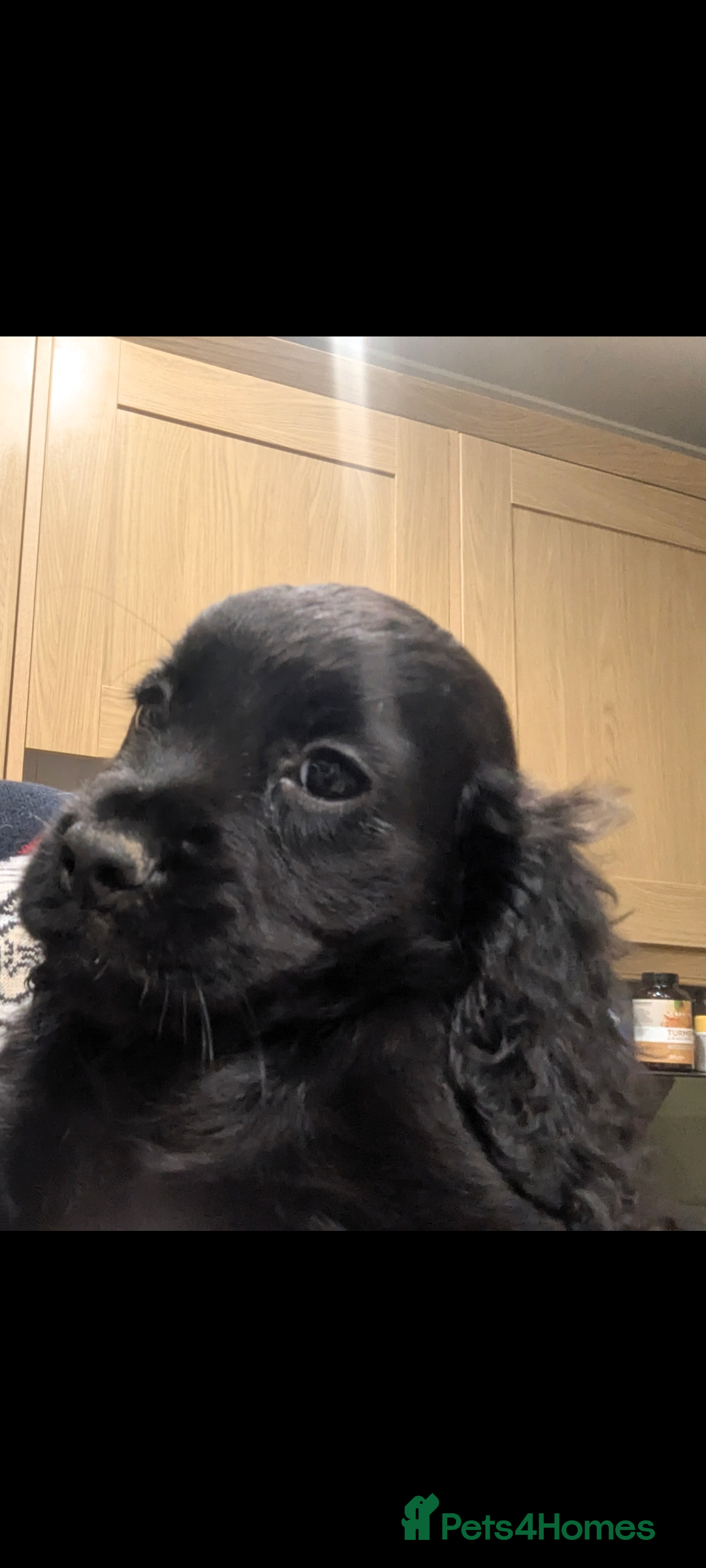 Cocker Spaniel dogs for sale: 5 Gen KC Registered working Cocker Spaniel pups  - Advert 7