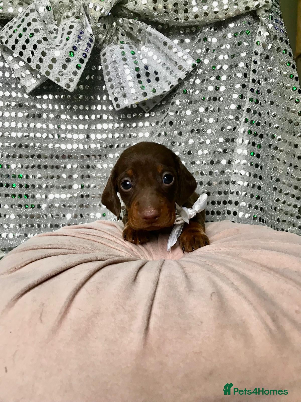 Miniature Dachshund dogs 🐕2 last girl available - Advert 4