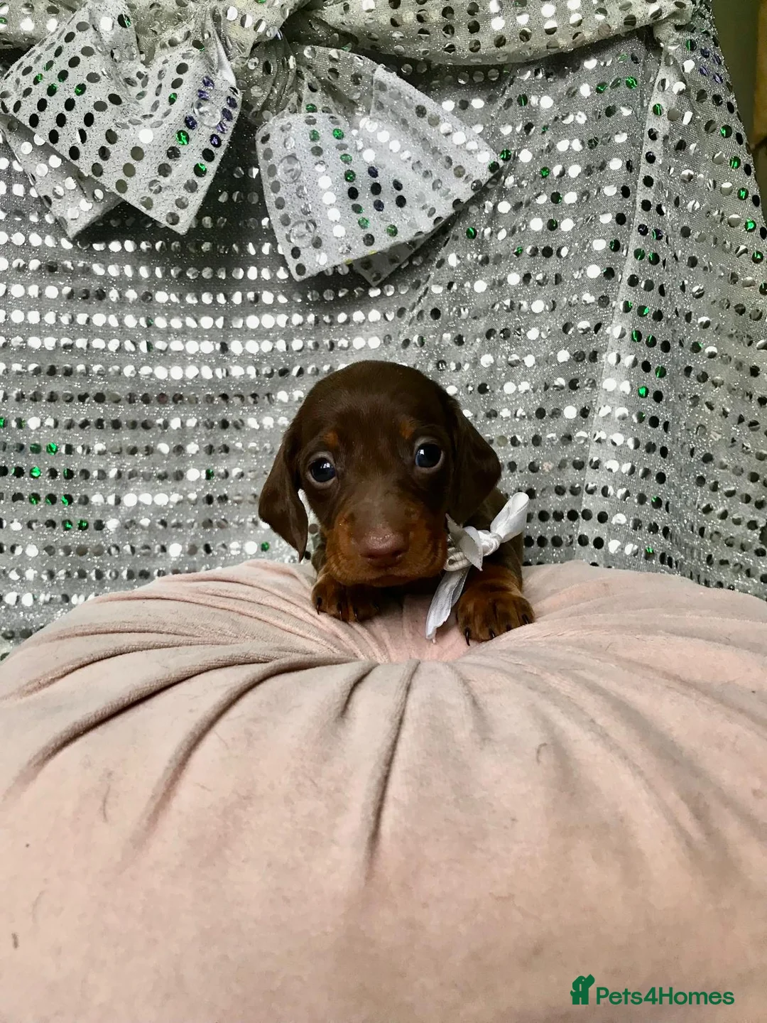 Miniature Dachshund dogs for sale: 🐶 4 miniature duschund puppies🐕 - Advert 18
