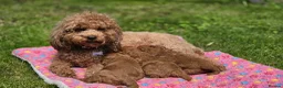 Cavapoo dogs for sale: ❤️Beautiful cavapoo- Ready 16th July ❤️ - Advert 18