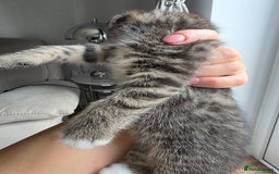Scottish Fold cats for sale: Gorgeous and playing Scottish Fold cross kittens  - Image 8