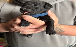 Patterdale Terrier dogs for sale: Patterdale puppies  - Image 18