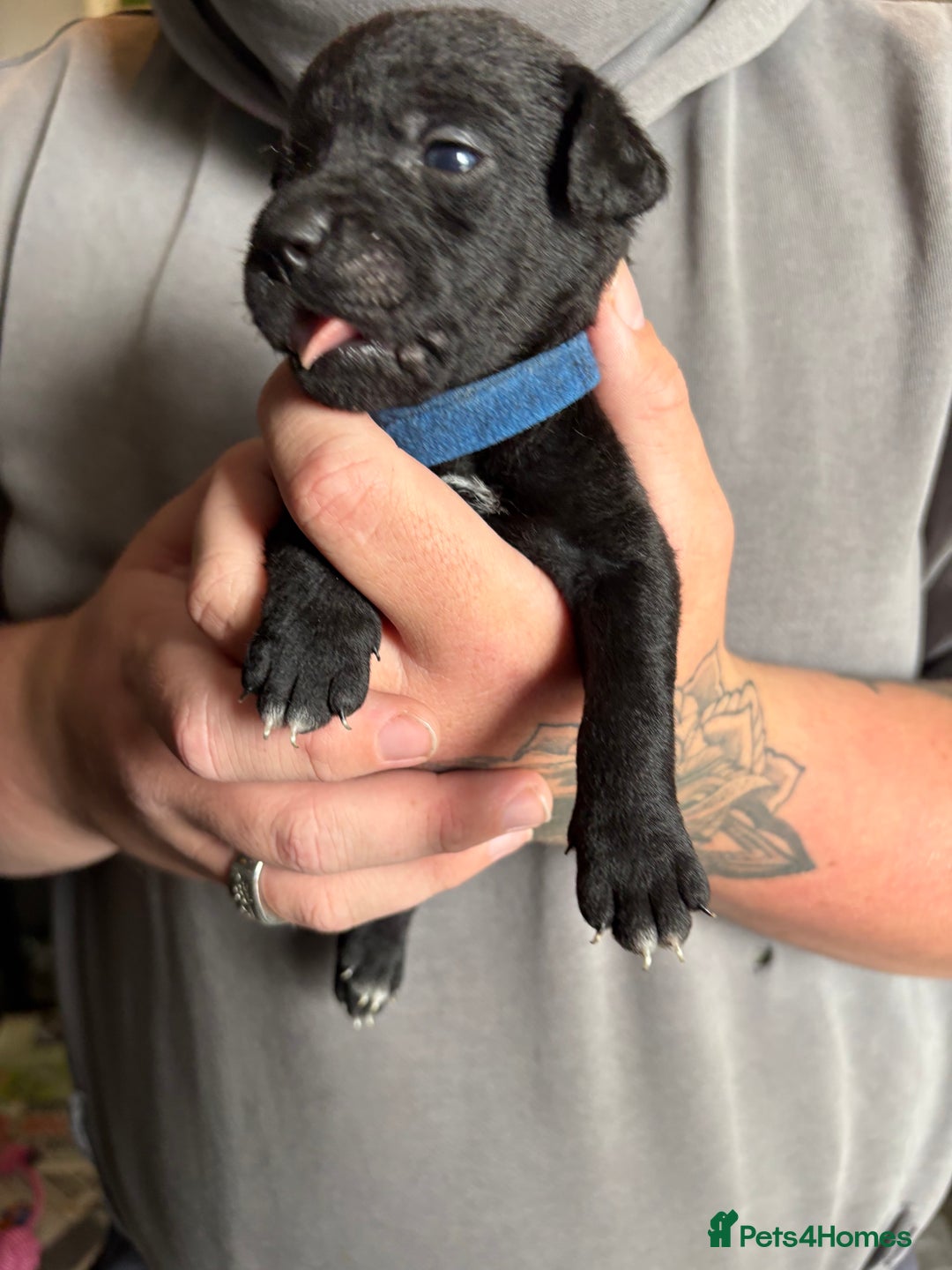 Patterdale Terrier dogs for sale: Patterdale puppies  - Image 18