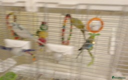 Budgerigars birds for sale: 3 budgies with med Vision cage - Image 5