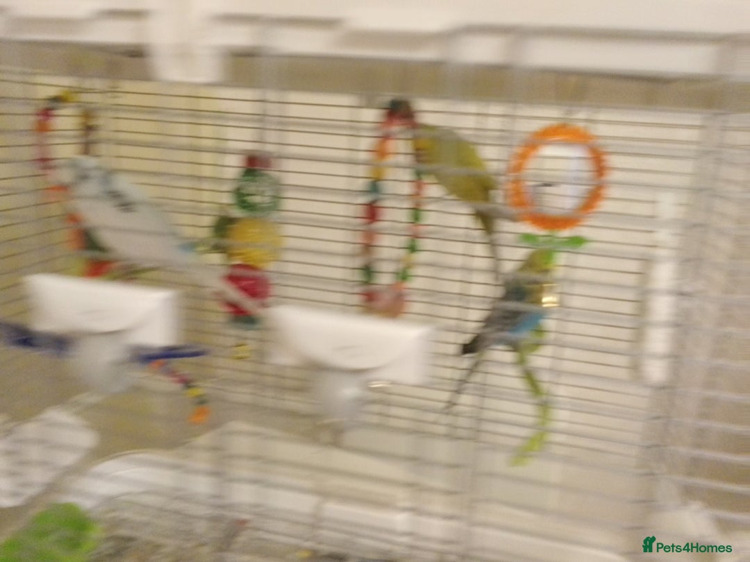 Budgerigars birds for sale: 3 budgies with med Vision cage - Image 5