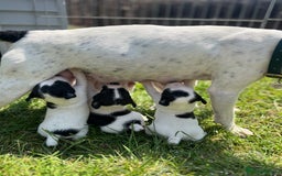 Jack Russell dogs for sale: Adorable Jack Russell Puppies in Northampton - Image 2