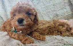 Toy Poodle dogs for sale: Tiny kc puppies,DNA&Genetic tested parents  - Image 3