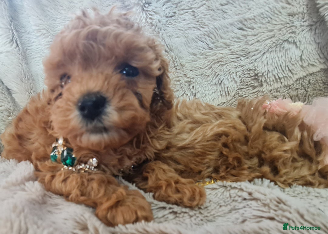 Toy Poodle dogs for sale: Tiny kc puppies,DNA&Genetic tested parents  - Image 3