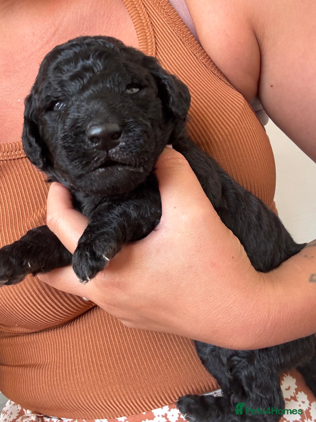 Goldendoodle dogs for sale: Golden doodles  - Image 2