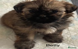 Shih Tzu dogs for sale: Shih tzu  - Image 37