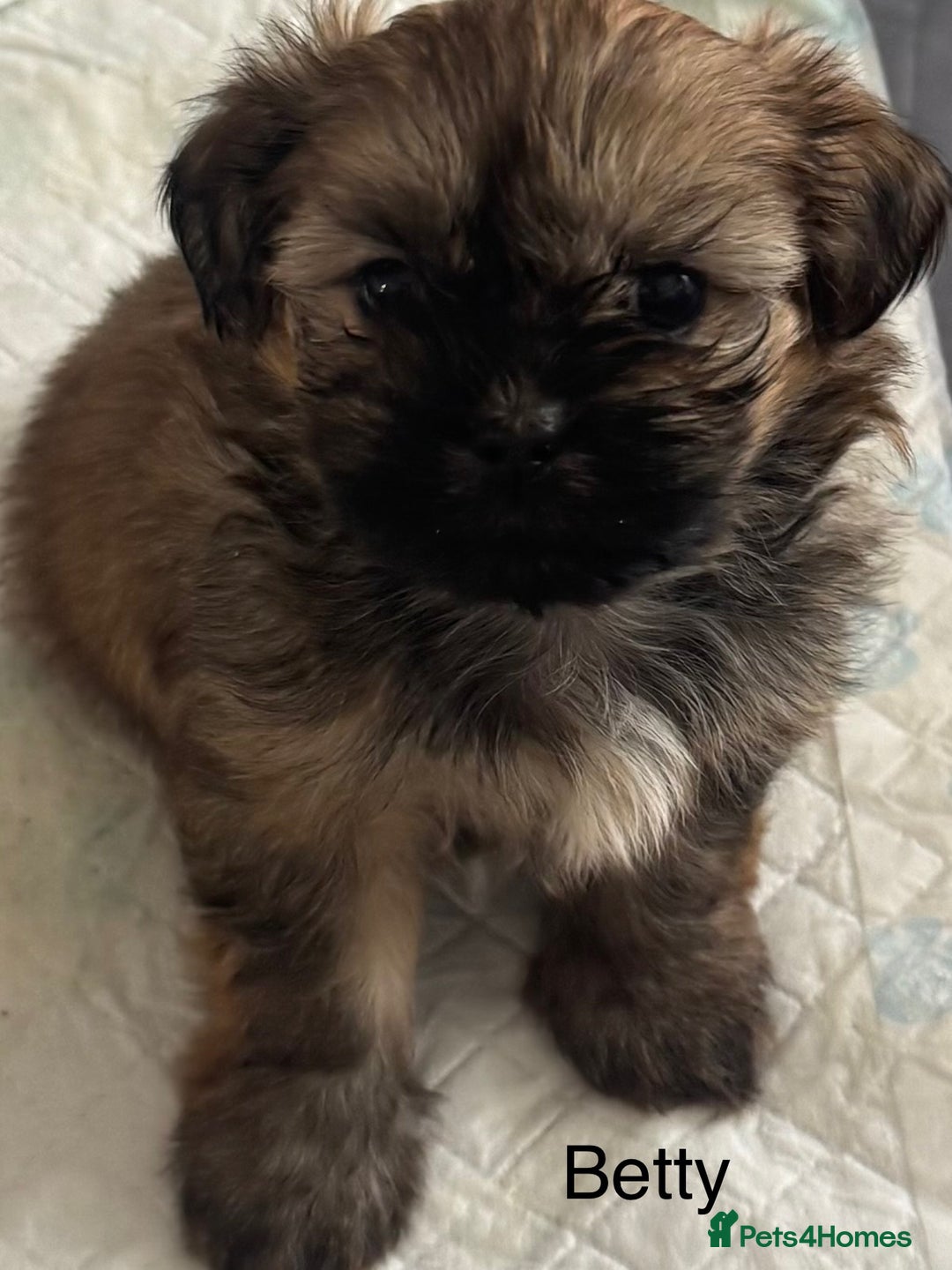 Shih Tzu dogs for sale: Shih tzu  - Image 37