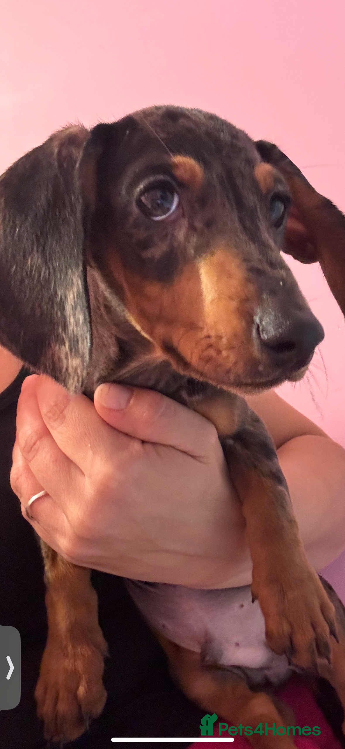 Dachshund dogs READY TO GO 1 BOY & 1 GIRL DACHSHUNDSGIRLS 🩷🩷🩷 - Advert 15