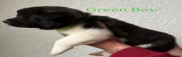 Akita dogs for sale: Chunky Akita puppies in Liverpool - Advert 5