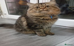 Persian cats for stud: Persian Male Cat for Stud - Image 4