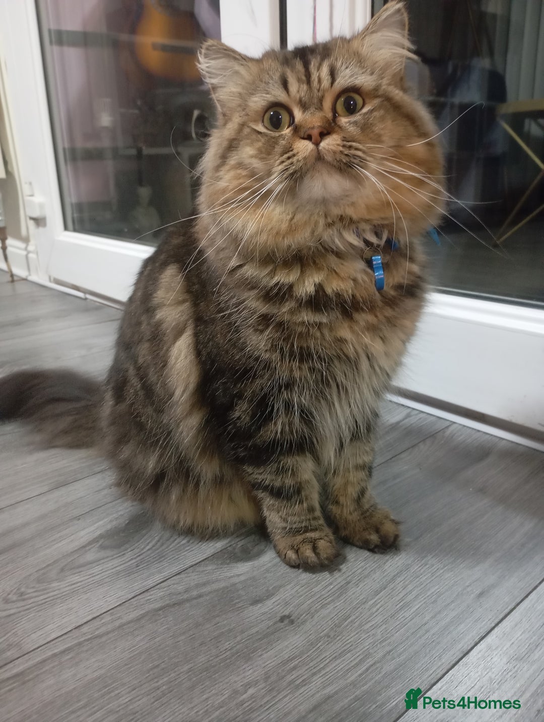 Persian cats for stud: Persian Male Cat for Stud - Image 4