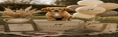 Golden Retriever 1