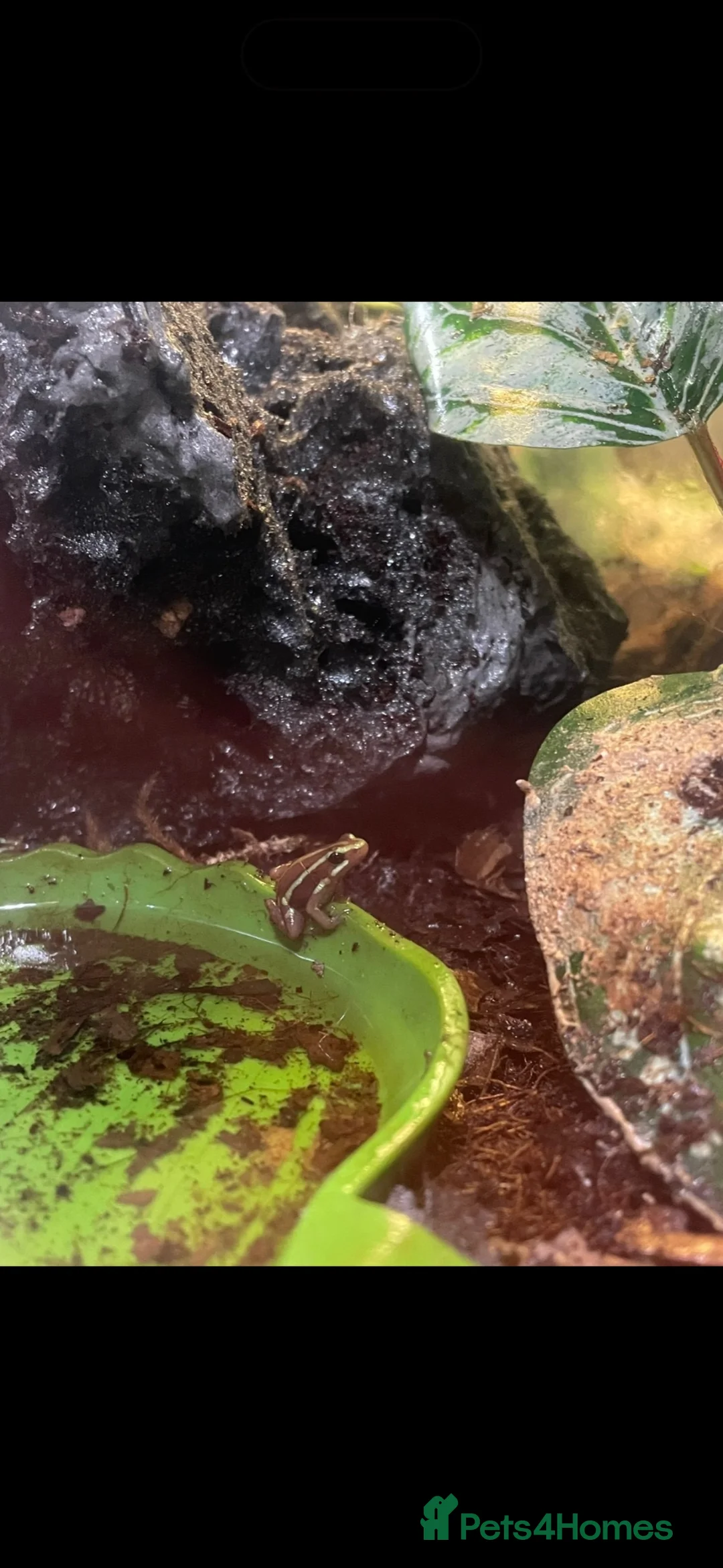 Frog reptiles for sale: Santa Isobel dart frogs - Advert 2