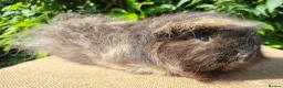 Guinea Pig rodents for sale: Bonded Pair of Boars - Advert 4