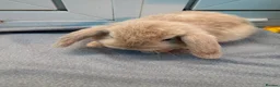 Mini Lop rabbits for sale: Mini loop bunnies  - Advert 7