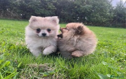 Pomeranian dogs for sale: Outstanding Tiny Pomeranian Puppies - Advert 2