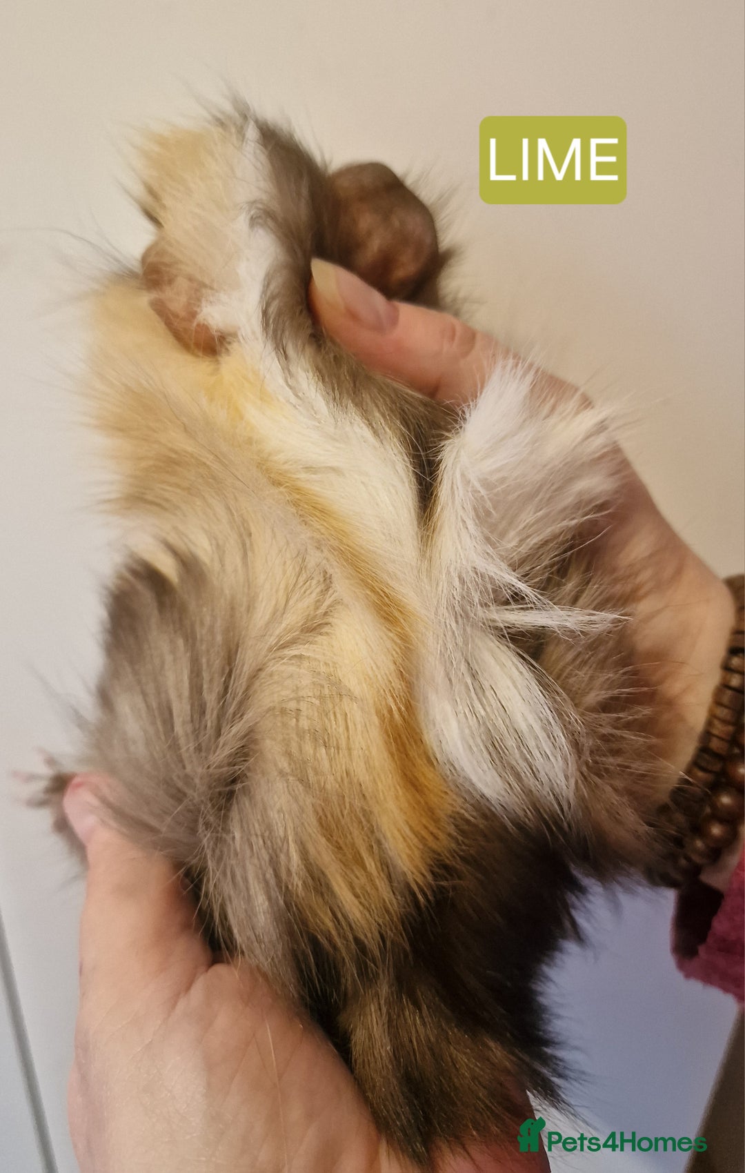 Guinea Pig rodents for sale: Female guinea pigs  - Advert 10