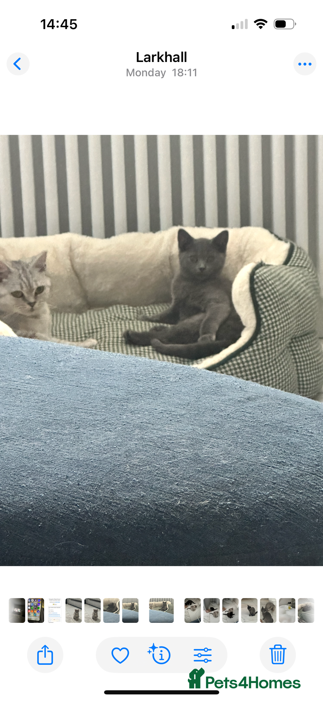 British Shorthair cats for sale: British shorthair kittens  - Image 5