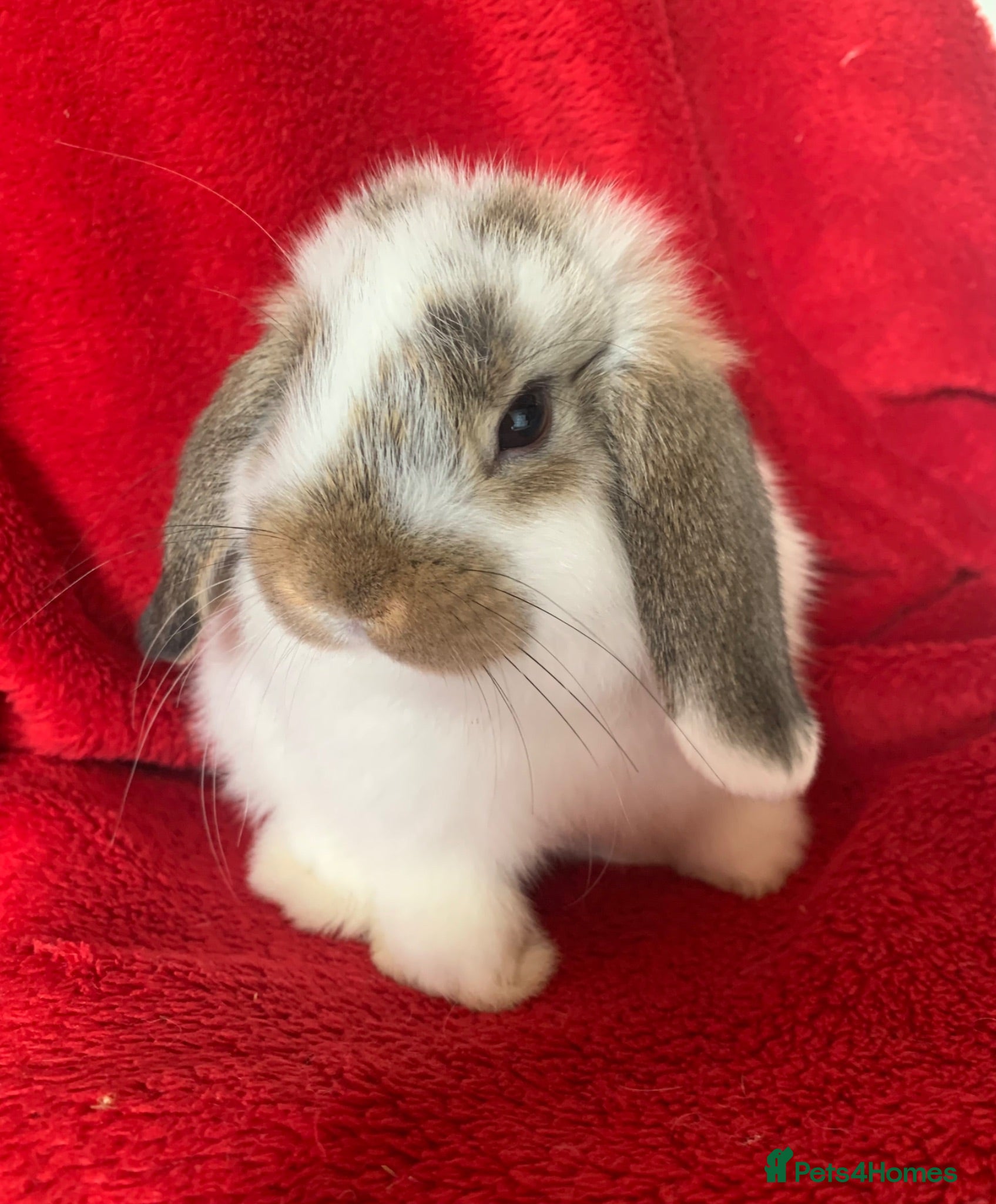 Mini Lop rabbits Gorgeous Pure Mini Lop Rabbits  - Advert 17