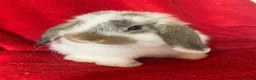 Mini Lop rabbits for sale: Gorgeous Pure Mini Lop Rabbits  - Advert 5
