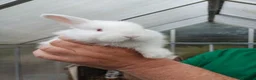 New Zealand rabbits for sale: 2 new zealand white kits  in Newbury - Advert 2