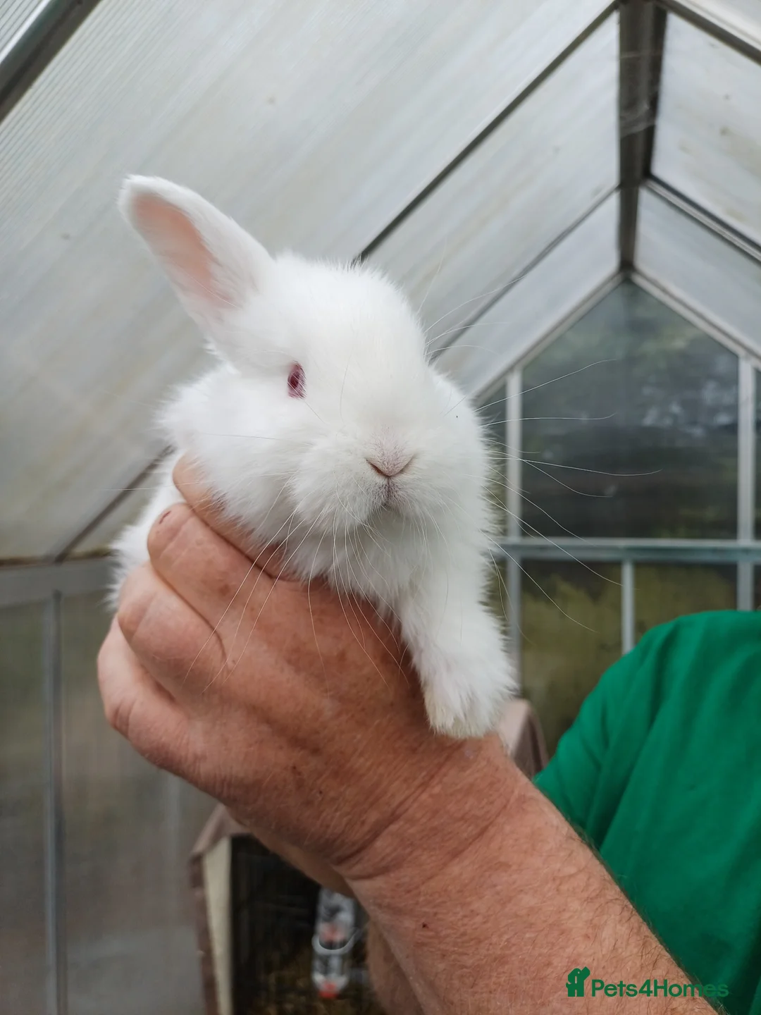 New Zealand rabbits for sale: 2 new zealand white kits  in Newbury - Advert 2