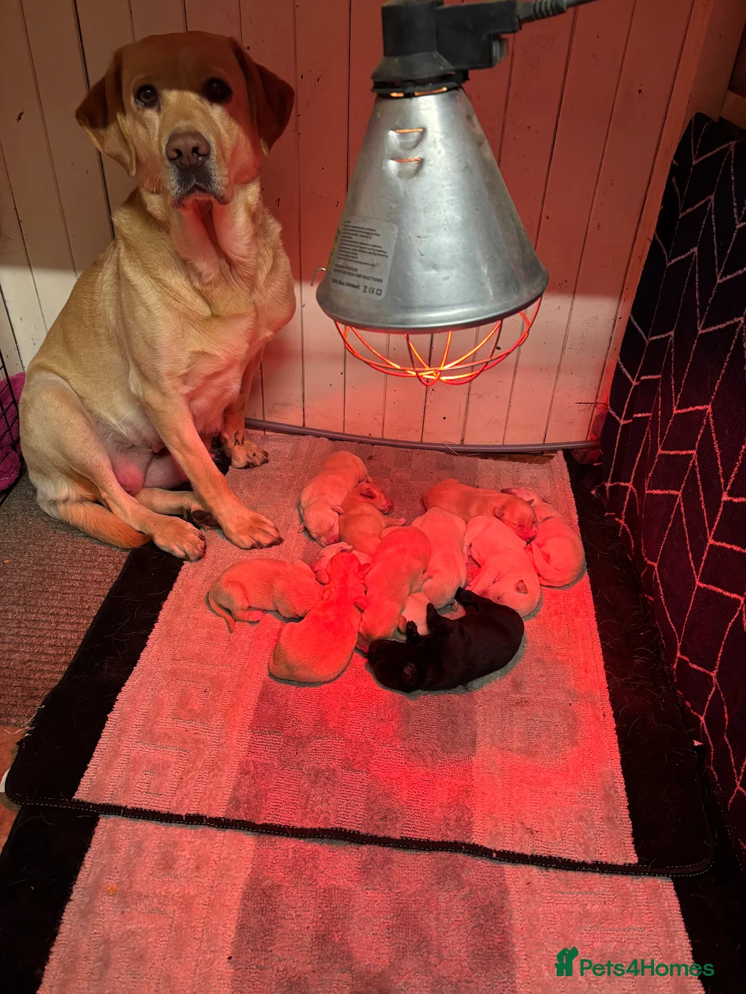 Labrador Retriever dogs for sale: KC registered yellow Labrador puppies - Advert 2